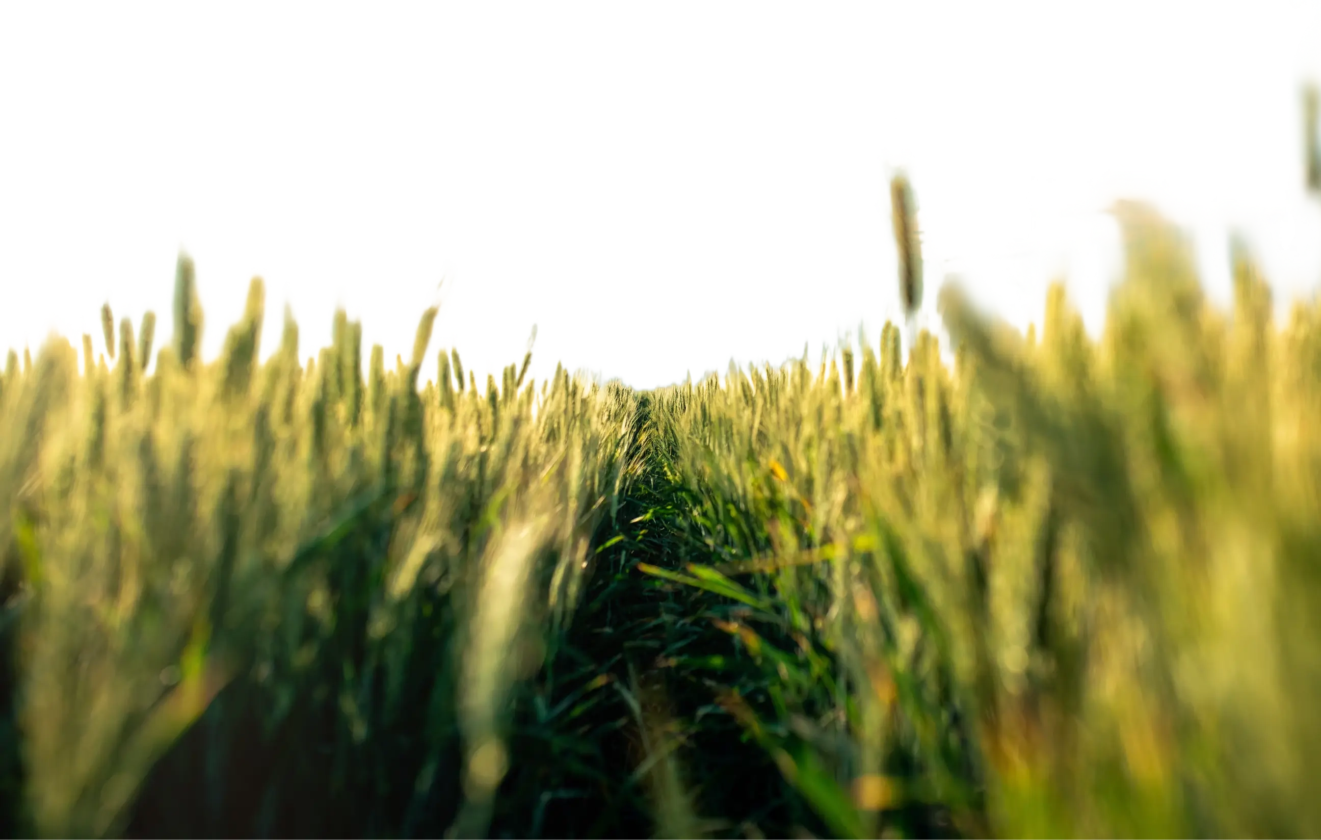 Foreground