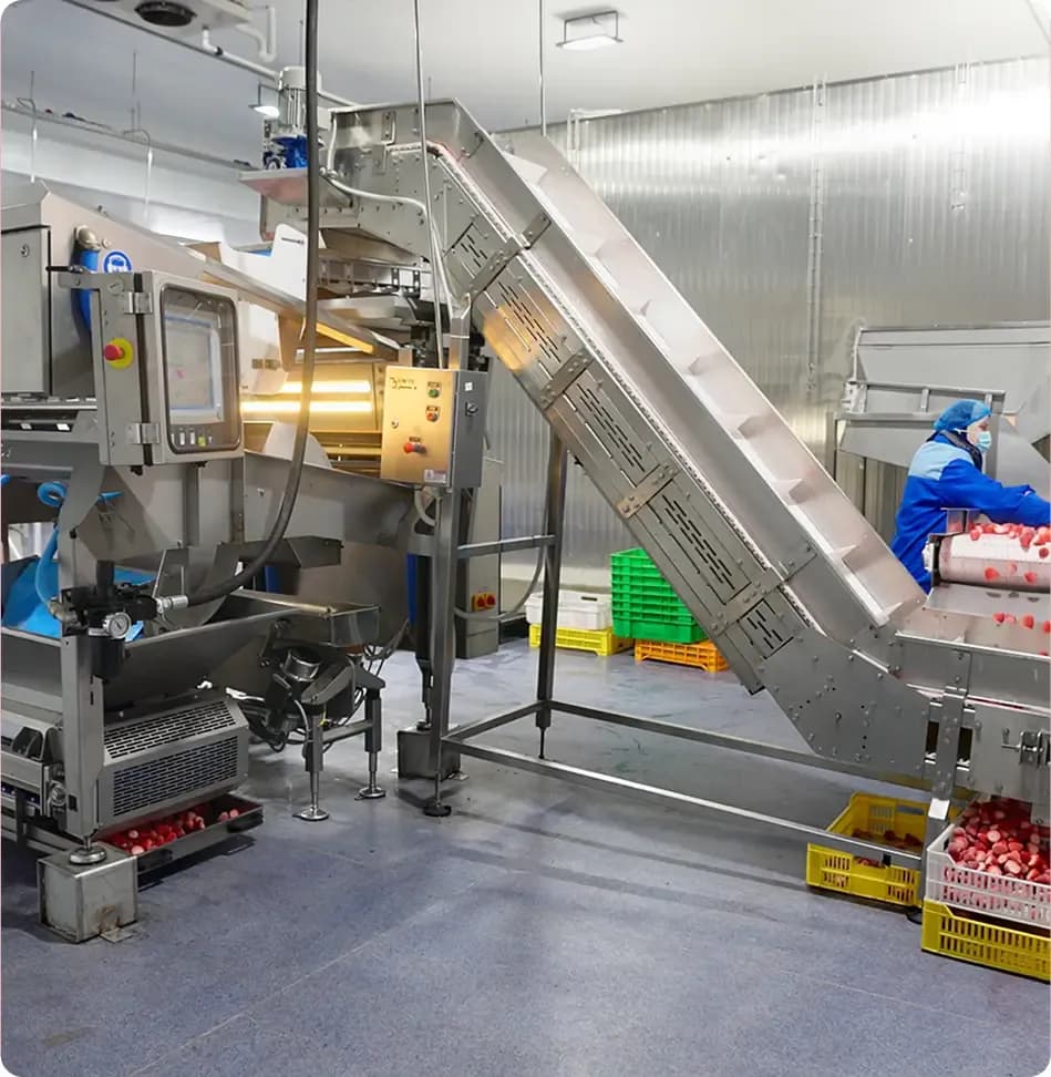 strawberry processing line in factory