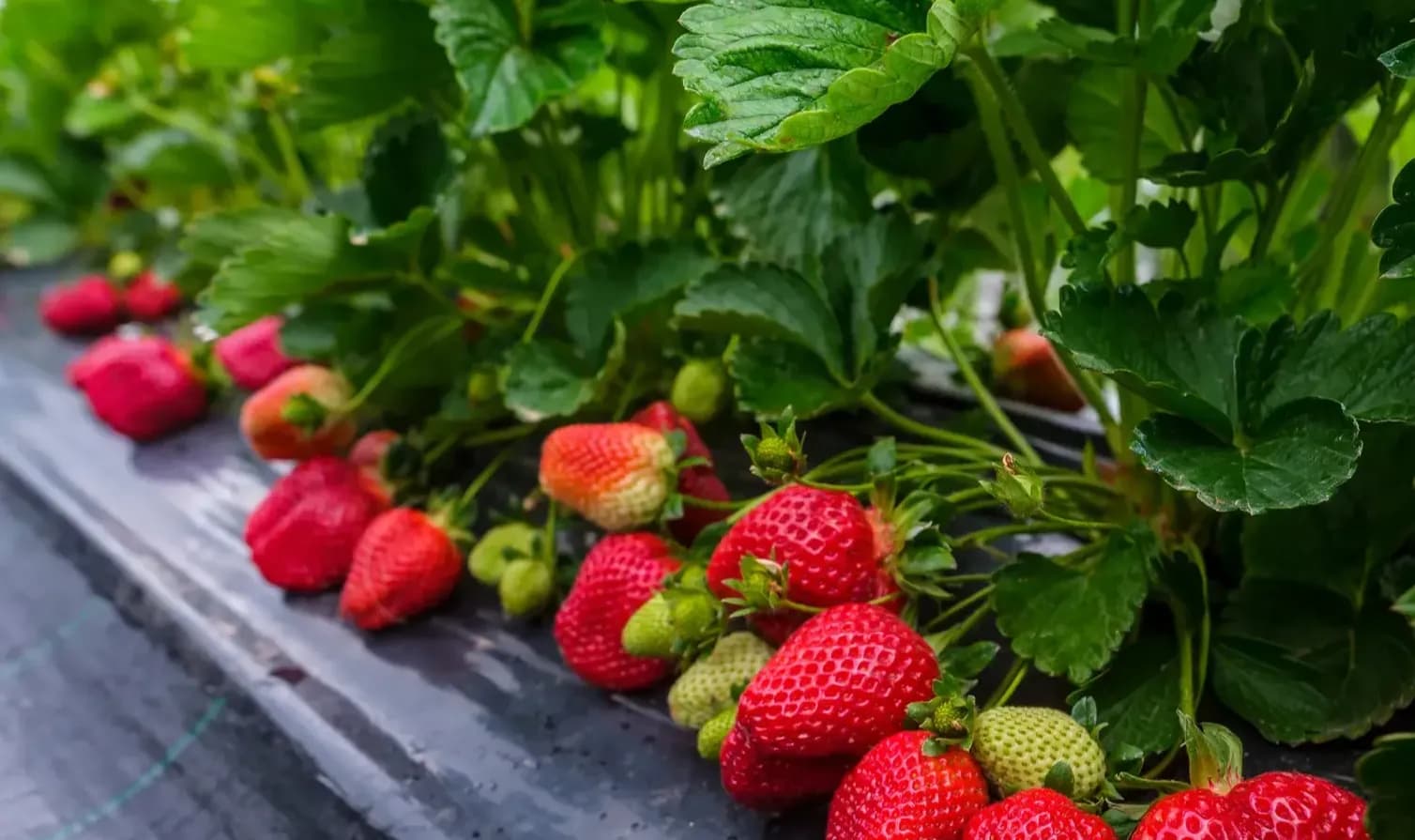 تصدير المنتجات الزراعية