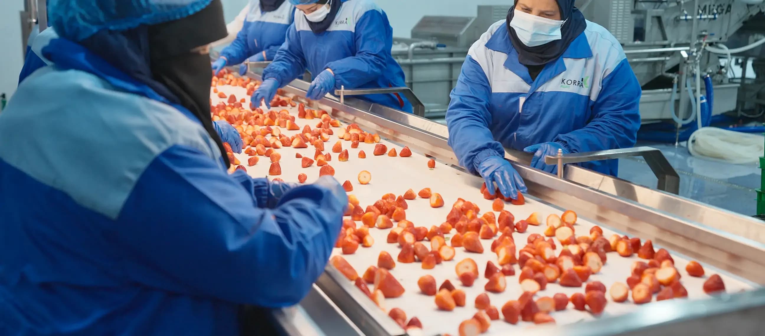 workers sorting strawberries on production line