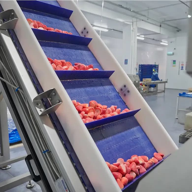 frozen strawberries on conveyor belt in processing plant